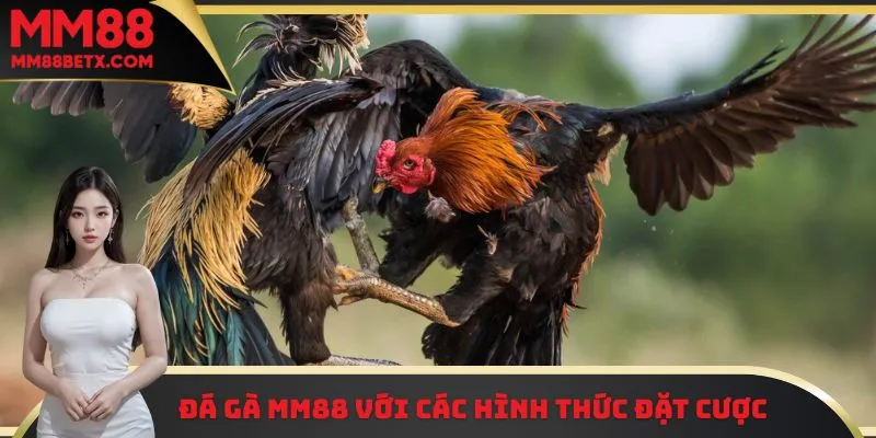Đá gà MM88 với các hình thức cược 