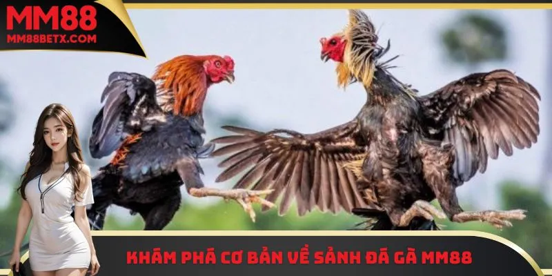 Khám phá cơ bản về sảnh đá gà MM88